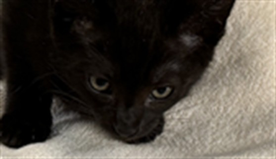 Soot
