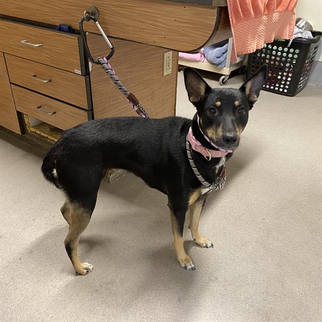 Adoptable Dog