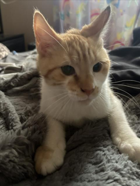 Littlefoot