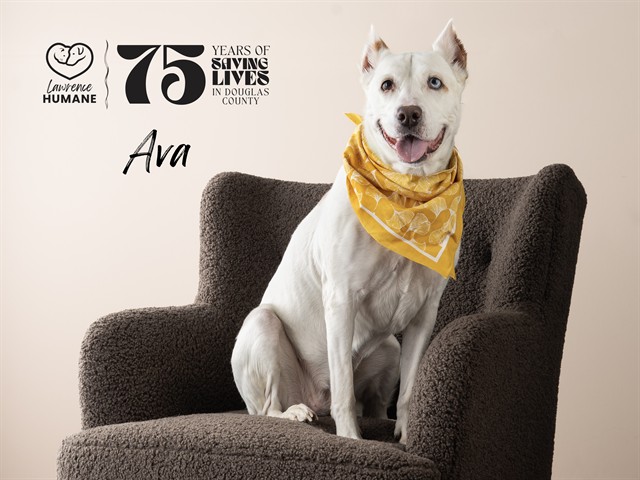 Ava