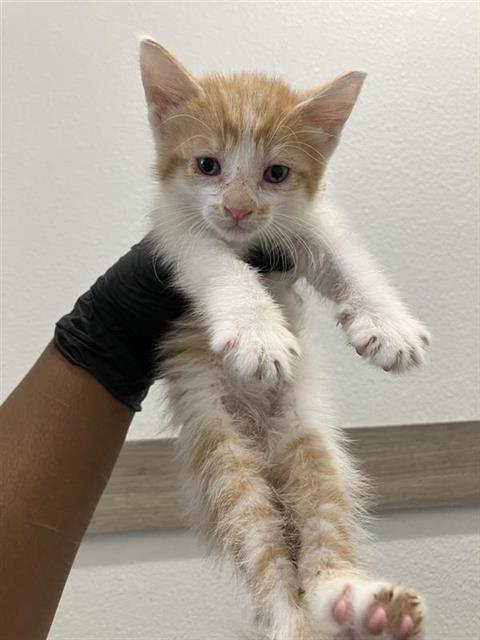 Adoptable Cat