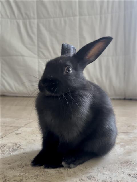*Dita