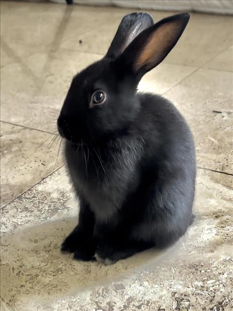 *Luna