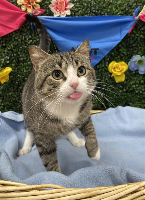Willie Meow-Son