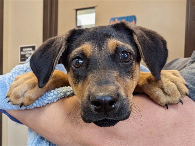 Riley - Adoption Pending