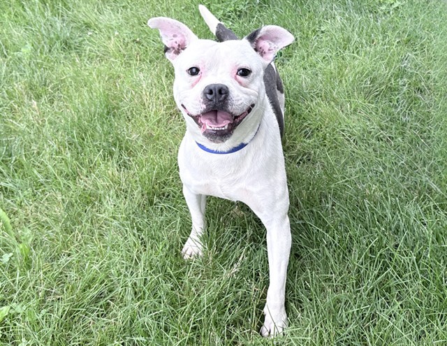 Yoda