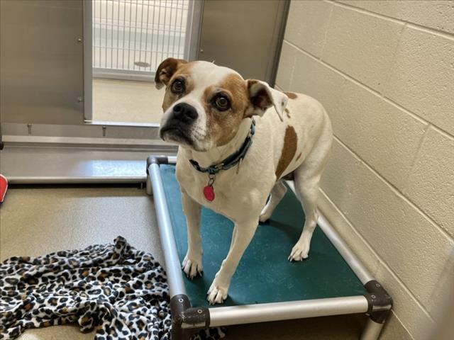 Daisy Mae