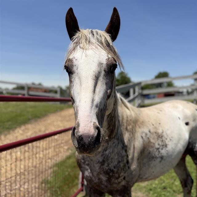 Zephyr