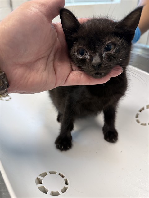 Adoptable Cat