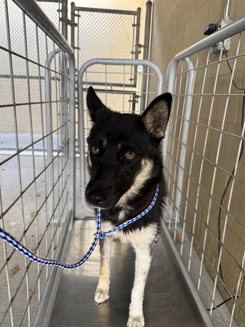 Adoptable Dog