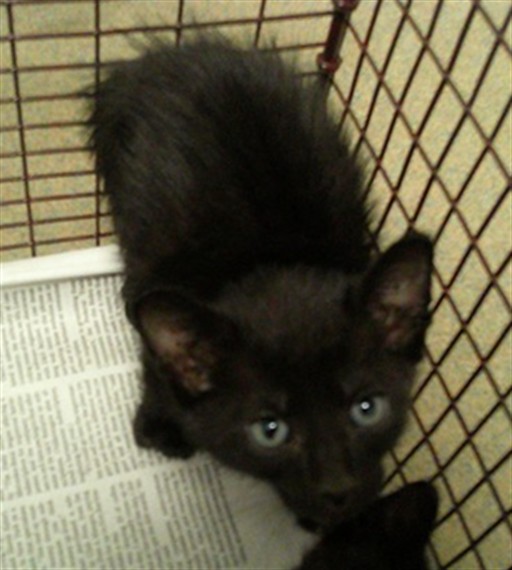 Adoptable Cat