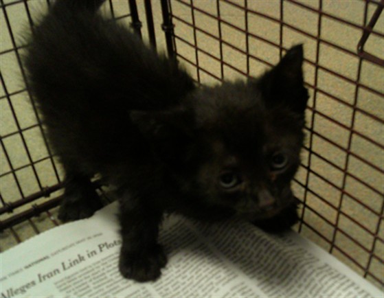 Adoptable Cat