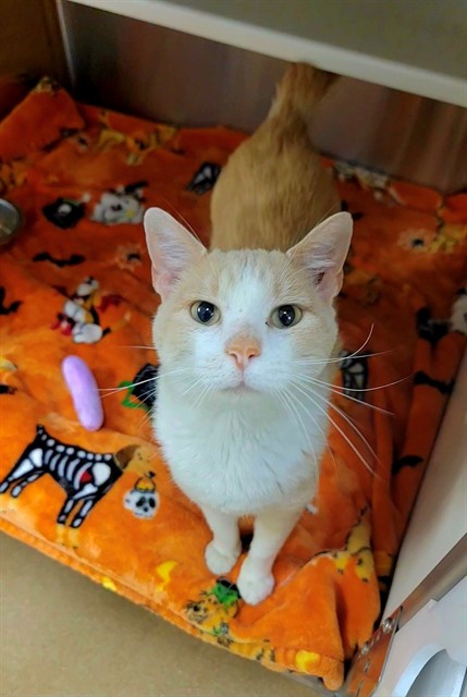 Bisque