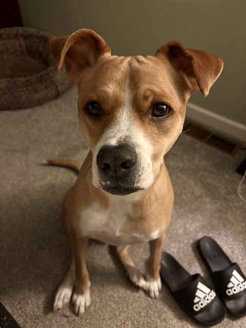 Dino