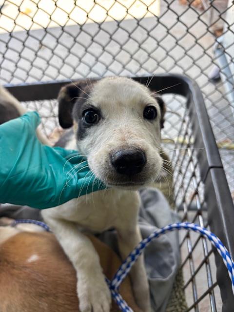 Adoptable Dog