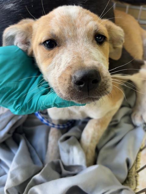 Adoptable Dog