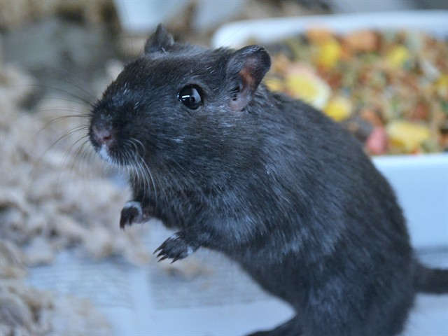 Casaba