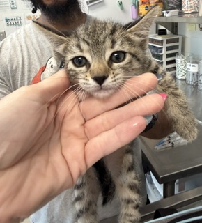 Adoptable Cat