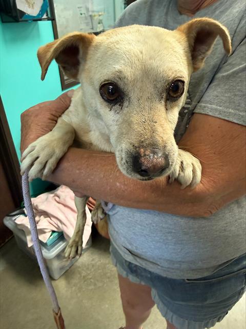 Adoptable Dog