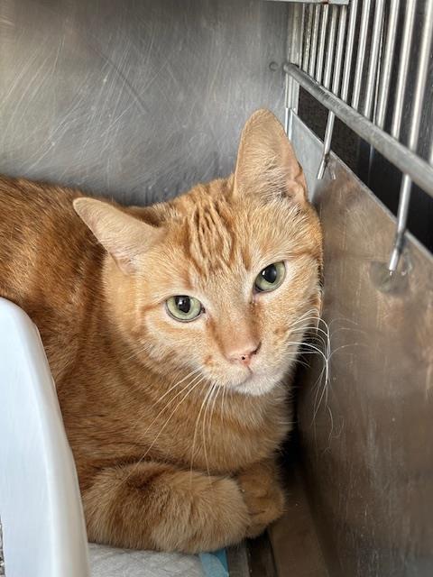 Adoptable Cat