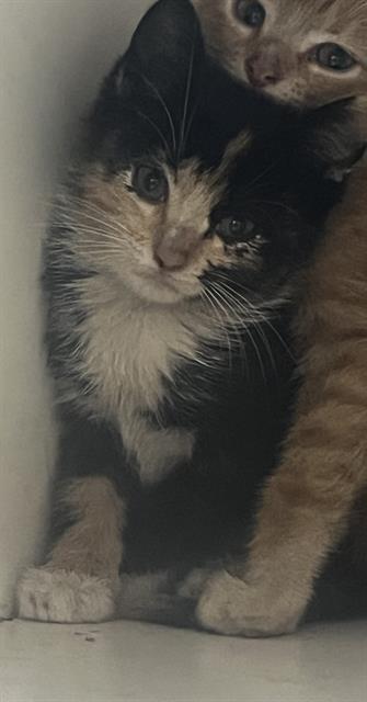 Tina