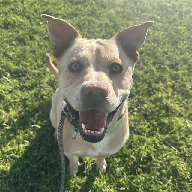 Mojo