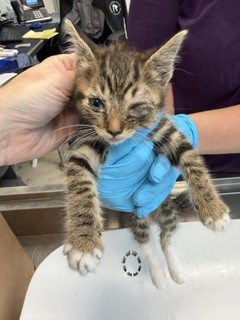 Adoptable Cat