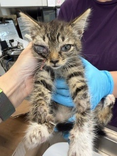 Adoptable Cat