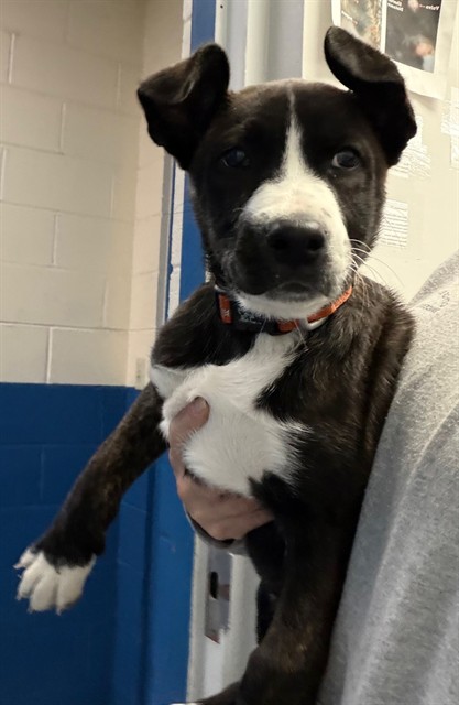 Hazel