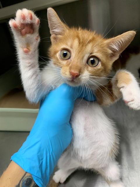Adoptable Cat