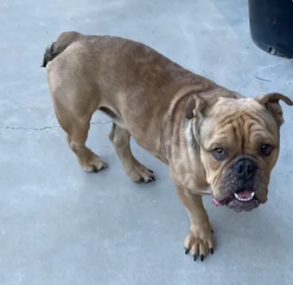 Adoptable Dog