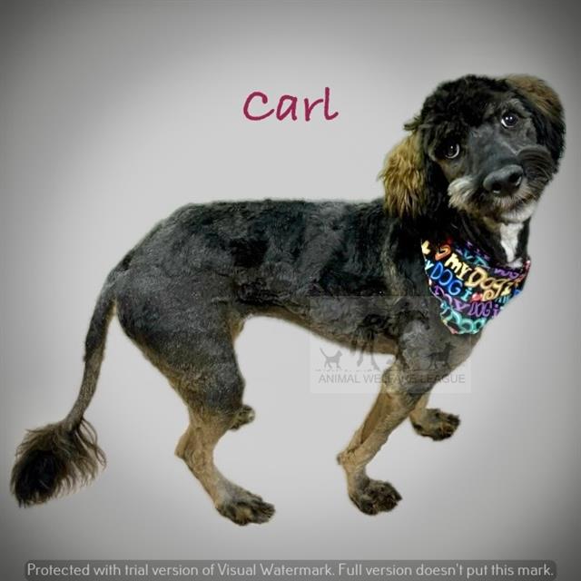Carl