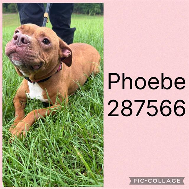 Phoebe