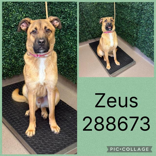 Zeus