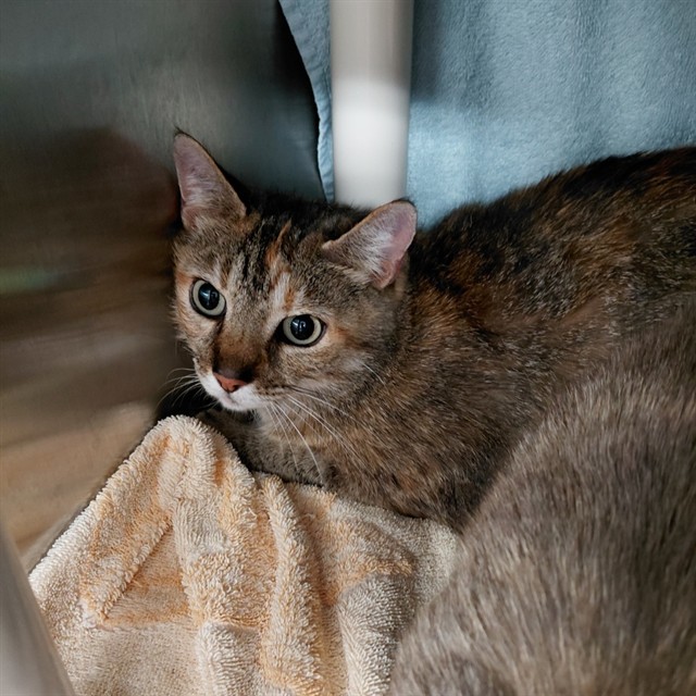 Agatha