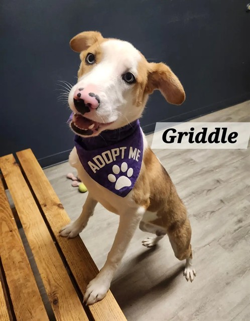 Griddle