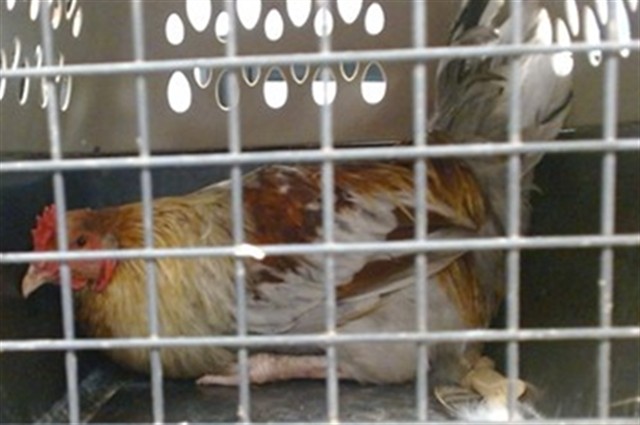 Adoptable Bird