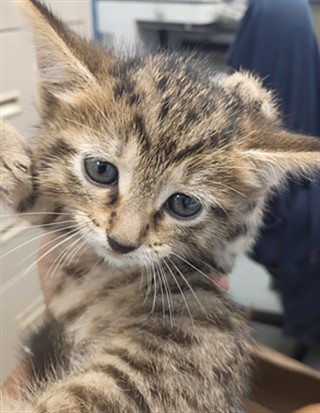 Loki