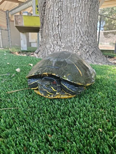 Donatello