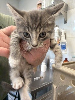 Adoptable Cat