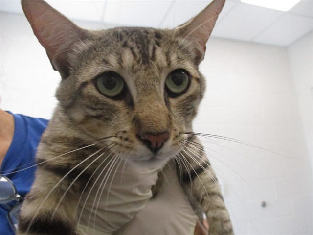 Adoptable Cat