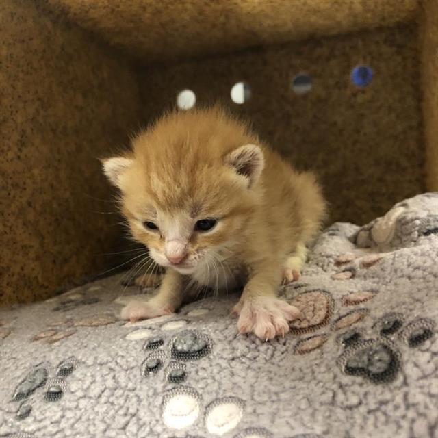 Adoptable Cat