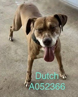 Dutch