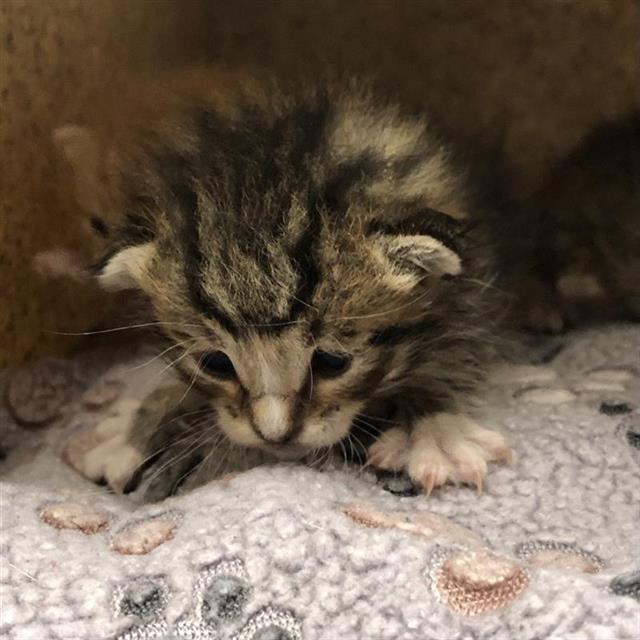 Adoptable Cat