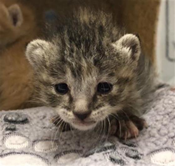 Adoptable Cat