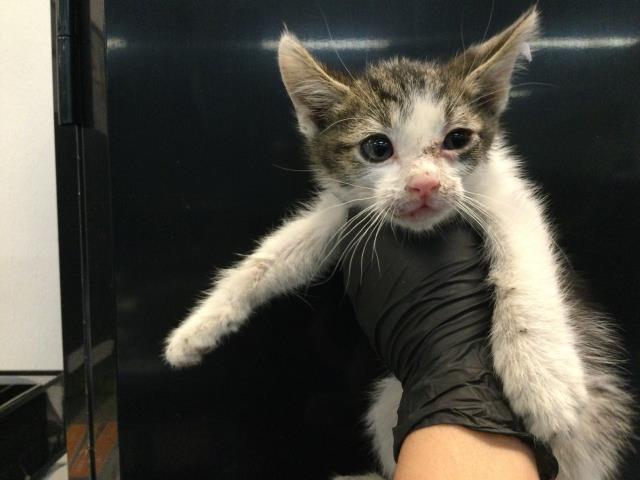 Adoptable Cat