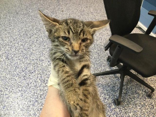 Adoptable Cat