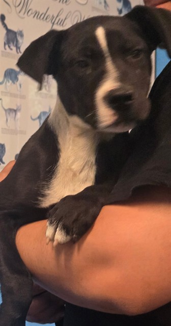 Adoptable Dog