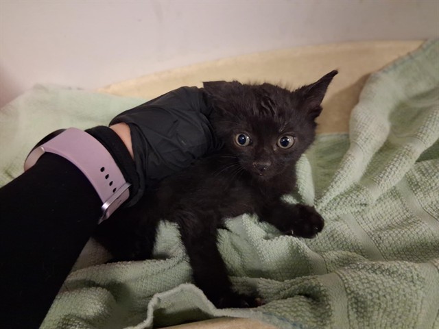 Adoptable Cat