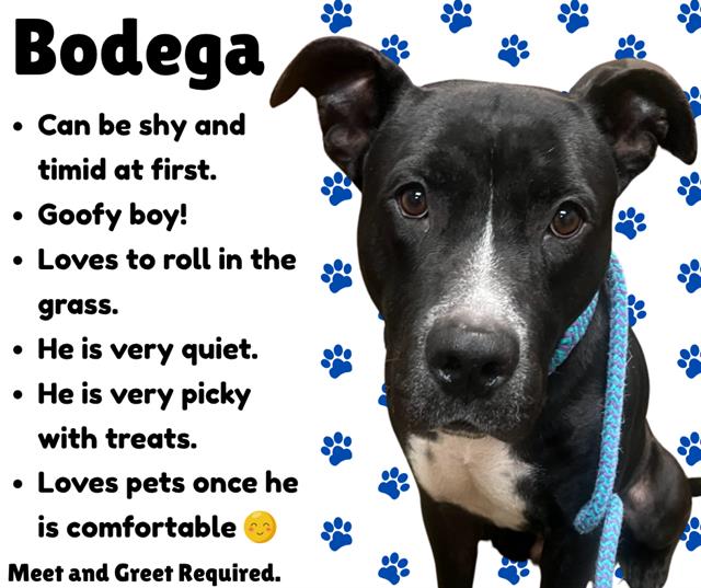Bodega